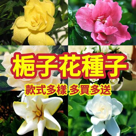 梔子花種子發芽